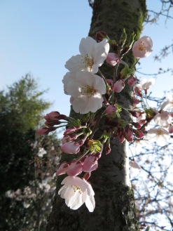 Sakura growing from tree trunk