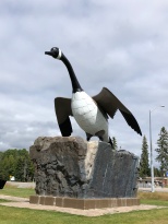 Canada goose, Wawa